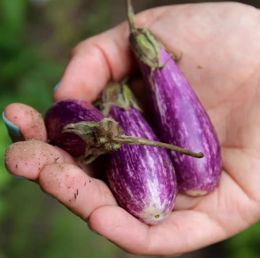 🍆Hot Sale🔥Mini Thumb Eggplant seeds