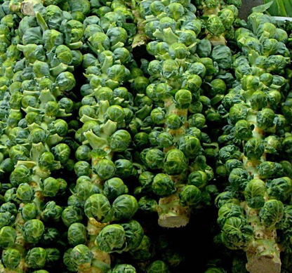 🎉Mini Cabbage Seeds Brussels Sprouts Seeds