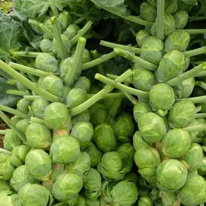 🎉Mini Cabbage Seeds Brussels Sprouts Seeds