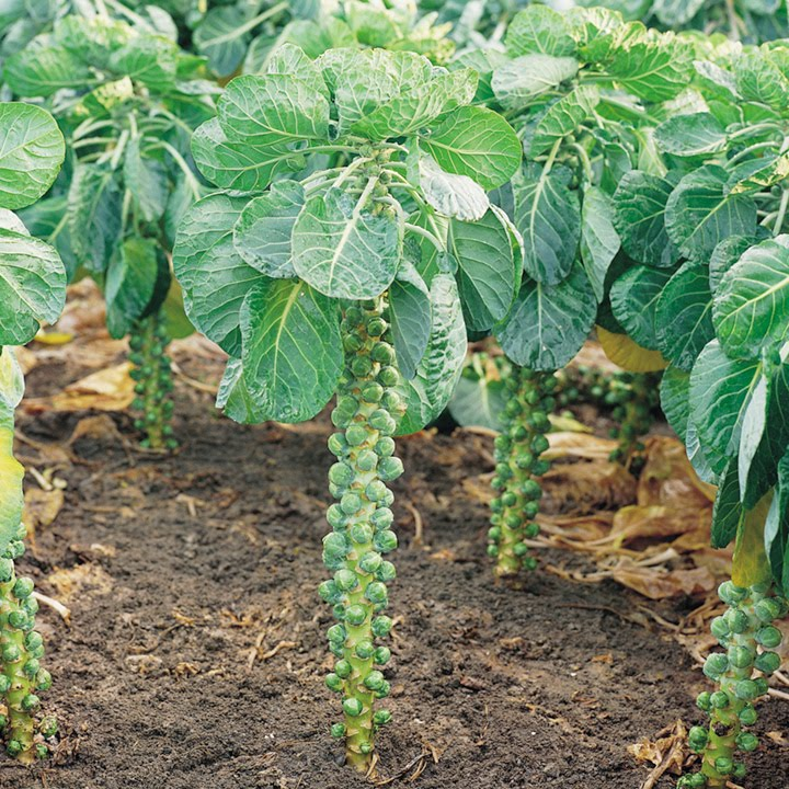 🎉Mini Cabbage Seeds Brussels Sprouts Seeds