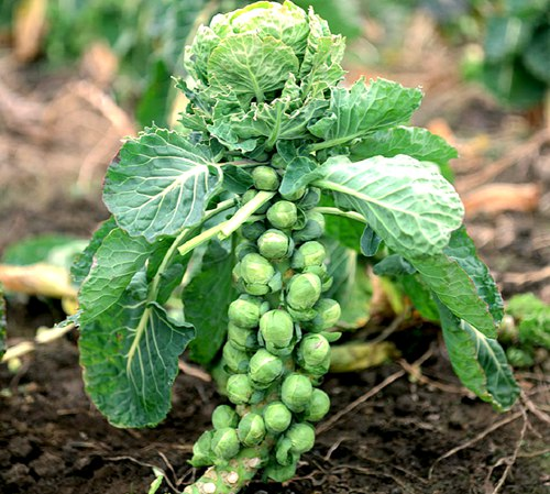 🎉Mini Cabbage Seeds Brussels Sprouts Seeds