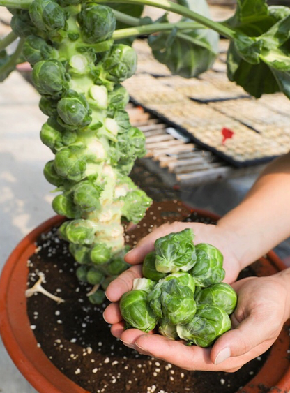 🎉Mini Cabbage Seeds Brussels Sprouts Seeds