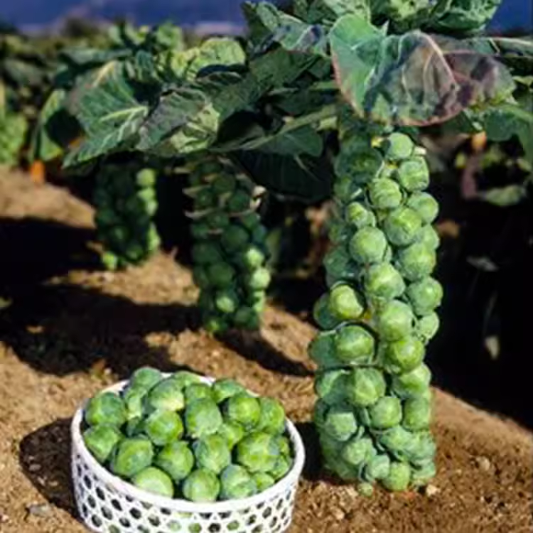 🎉Mini Cabbage Seeds Brussels Sprouts Seeds