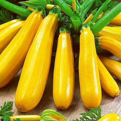 🎉50% OFF💥Banana Zucchini Seeds
