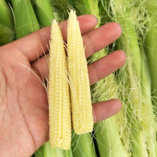 💥🌽Mini palm corn shoot seeds