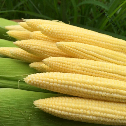 💥🌽Mini palm corn shoot seeds