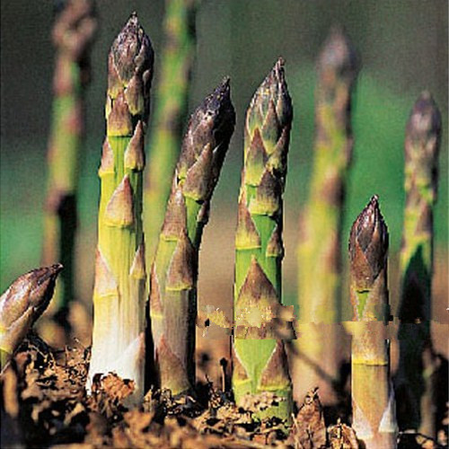 Millennium Asparagus Seed