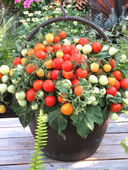 🍒 56% OFF🔆Dwarf Bonsai Cherry Tomatoes Seeds