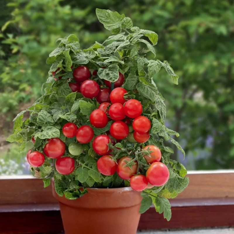 🍒 56% OFF🔆Dwarf Bonsai Cherry Tomatoes Seeds