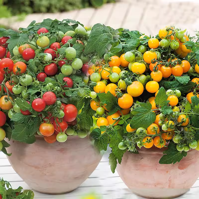 🍒 56% OFF🔆Dwarf Bonsai Cherry Tomatoes Seeds