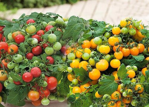 🍒 56% OFF🔆Dwarf Bonsai Cherry Tomatoes Seeds