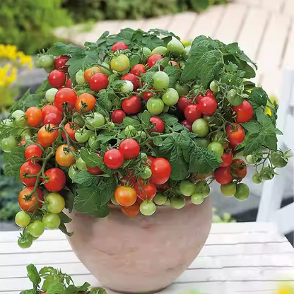 🍒 56% OFF🔆Dwarf Bonsai Cherry Tomatoes Seeds