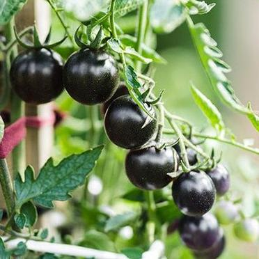 🍒 56% OFF🔆Dwarf Bonsai Cherry Tomatoes Seeds