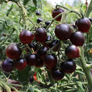 🍒 56% OFF🔆Dwarf Bonsai Cherry Tomatoes Seeds