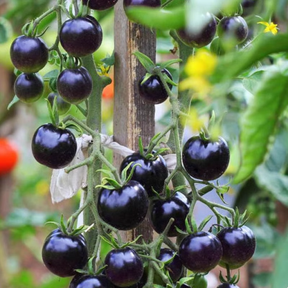 🍒 56% OFF🔆Dwarf Bonsai Cherry Tomatoes Seeds