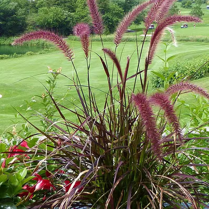 🪴Pennisetum seeds lawn ornamental grass seeds
