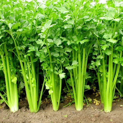 🍃Green Organic Celery Seeds--Healthy Delicious