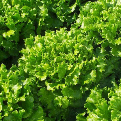 🍃Green Organic Celery Seeds--Healthy Delicious