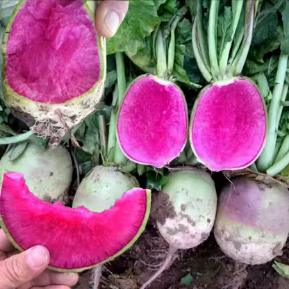 🍉Giant Fruit Watermelon Radish Seeds🥕