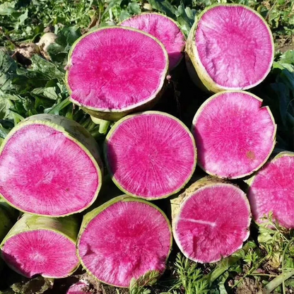 🍉Giant Fruit Watermelon Radish Seeds🥕
