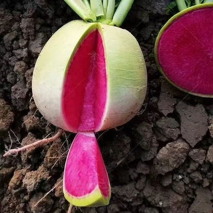 🍉Giant Fruit Watermelon Radish Seeds🥕