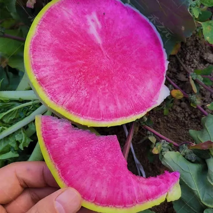 🍉Giant Fruit Watermelon Radish Seeds🥕