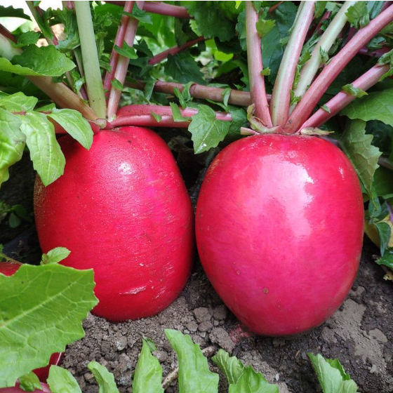 🍉Giant Fruit Watermelon Radish Seeds🥕