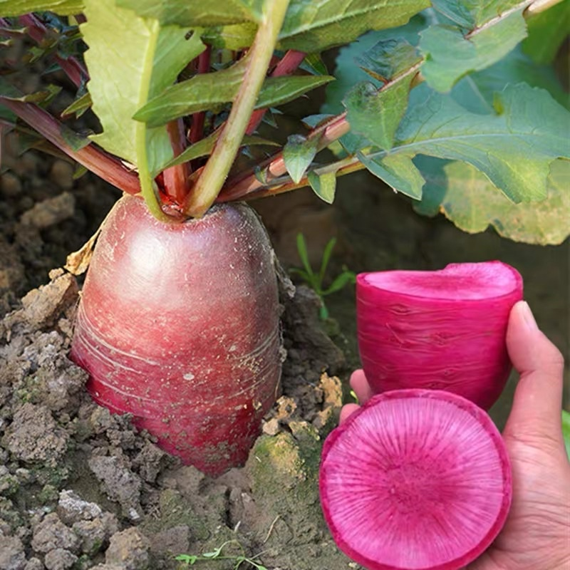🍉Giant Fruit Watermelon Radish Seeds🥕