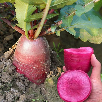 🍉Giant Fruit Watermelon Radish Seeds🥕