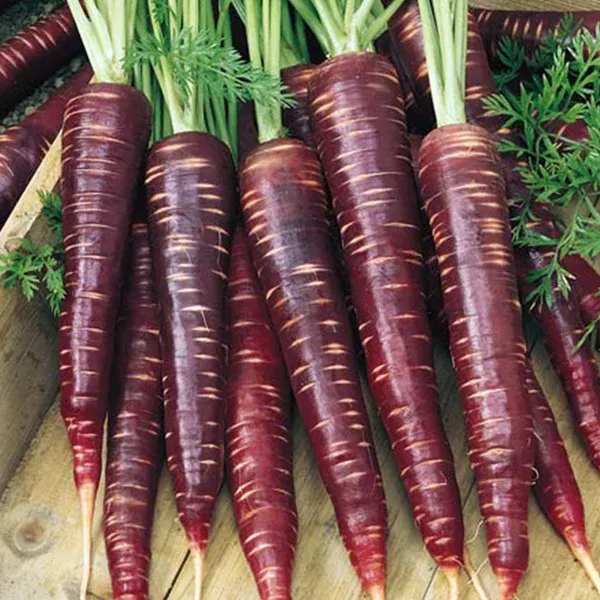 🍃Green Organic Celery Seeds--Healthy Delicious