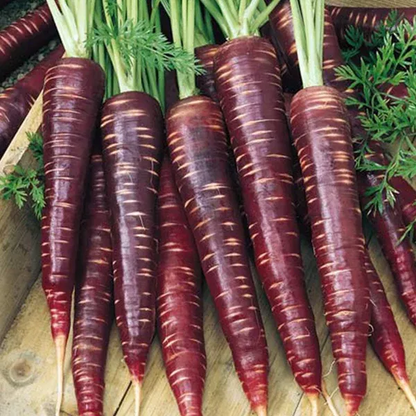 🍃Green Organic Celery Seeds--Healthy Delicious
