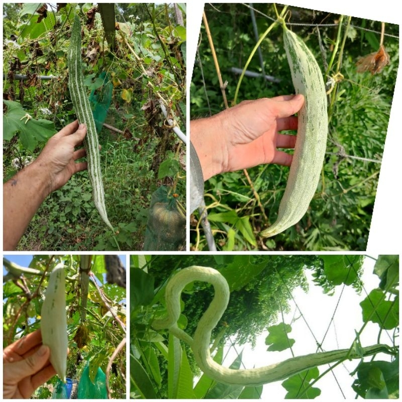 Long Green Snake Gourd Seeds🐍