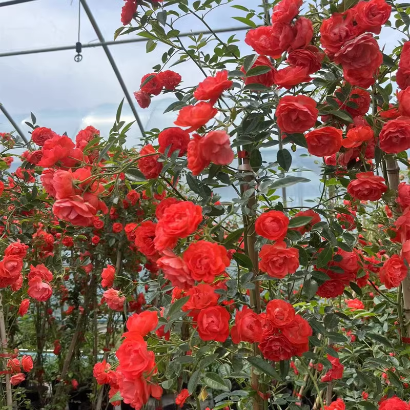 Thornless Lady Banks' Rose