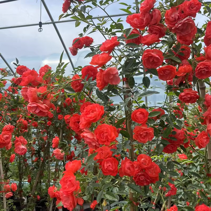 Thornless Lady Banks' Rose