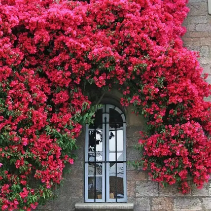 Thornless Lady Banks' Rose