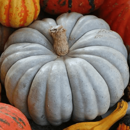 Jarrahdale Blue Pumpkin Seeds