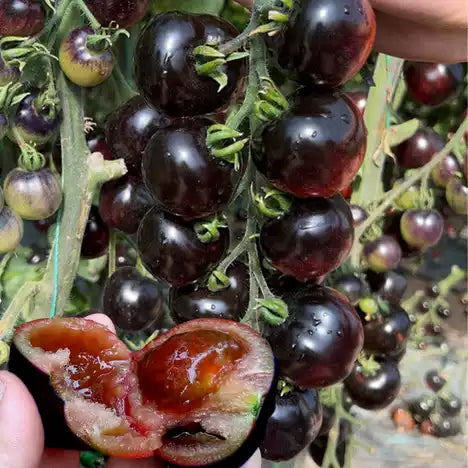🍬Sugar Bomb-💎Dark Purple Diamond Tomato Seeds🍅
