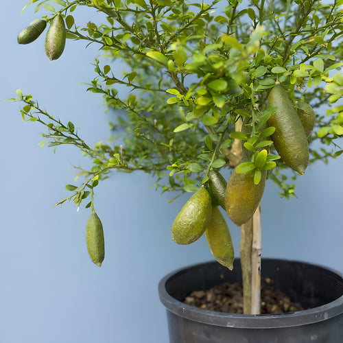 🎉 The Noble Among Lemons👑-Finger Lemon Seeds🍋