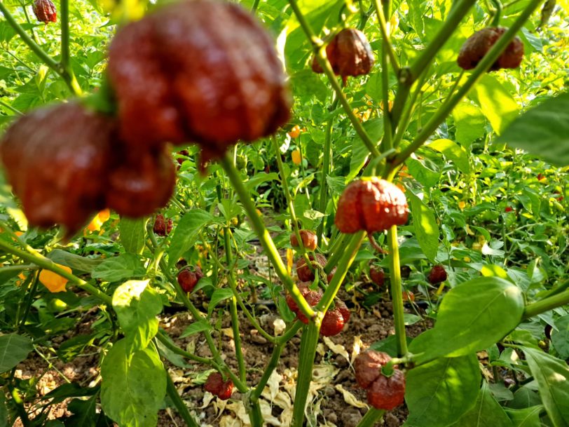 🔥Hot Winter Sale🔥Reaper Chocolate Chilli Seeds🌶️