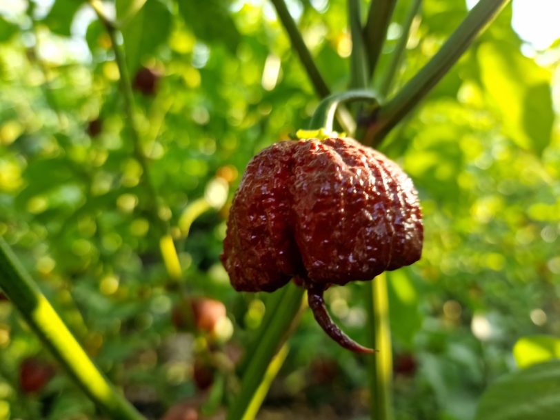 🔥Hot Winter Sale🔥Reaper Chocolate Chilli Seeds🌶️