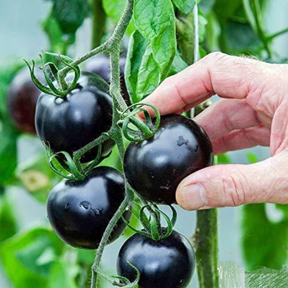 🔥New Arrival✨🆕Black Tomato Seeds