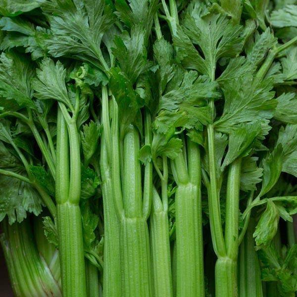🍃Green Organic Celery Seeds--Healthy Delicious