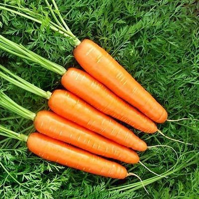 Carrot Nantindo F1