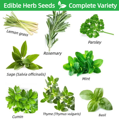 50 Pcs Culinary Herbs Seeds🍲Complete Variety -- (Lemon grass, Mint, Rosemary, Cumin, Sage, thyme, Basil)