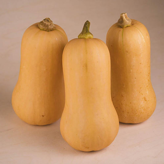 Squash F1 Organic