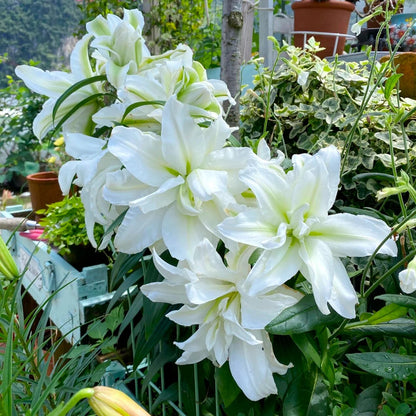 🎁2026 Must Plant☀️Rare Lily Bulbs🌸