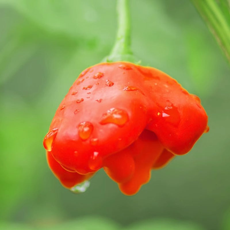🥳Cute Hat👒-🎐Chili Pepper Seeds🌶️