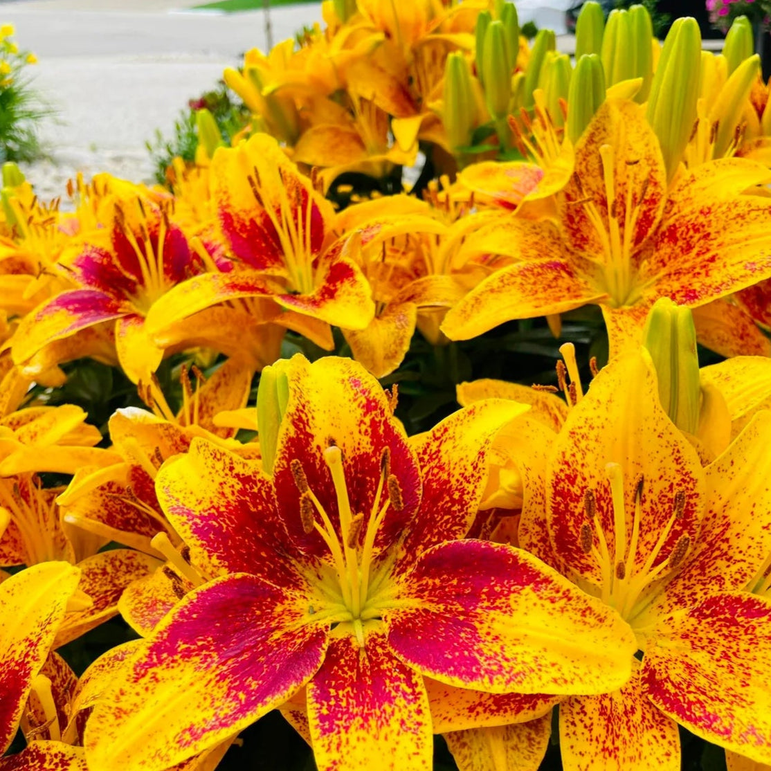 🎁2026 Must Plant☀️Rare Lily Bulbs🌸
