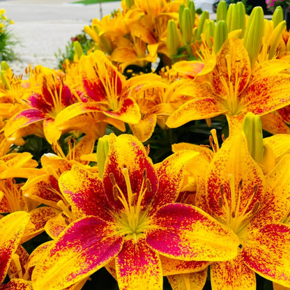 🎁2026 Must Plant☀️Rare Lily Bulbs🌸