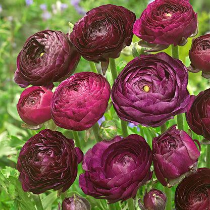 💐 Premium Ranunculus Flower Bulbs – Perfect for Containers or Beds